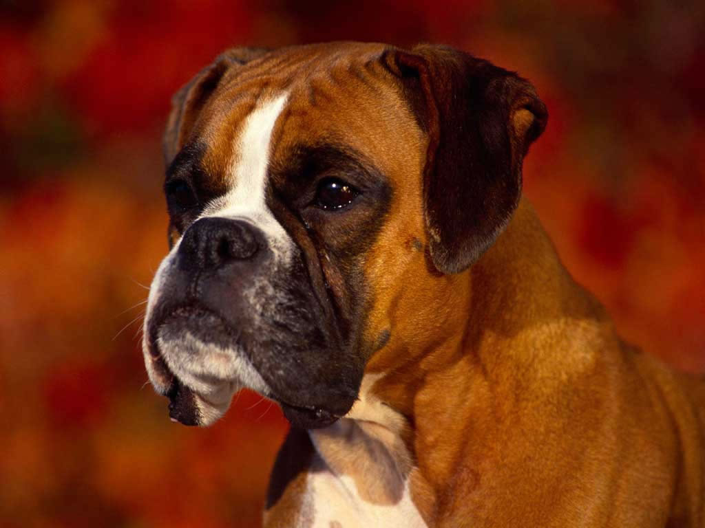 Cachorro boxer: 8 Curiosidades sobre a raça! - Portal do Dog