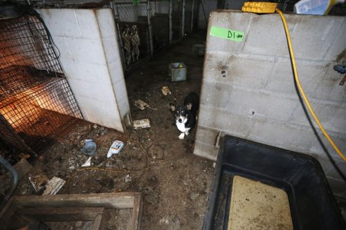 Cerca de 295 animais estavam vivendo em uma situação miserável. (Foto: Reprodução / HSUS)
