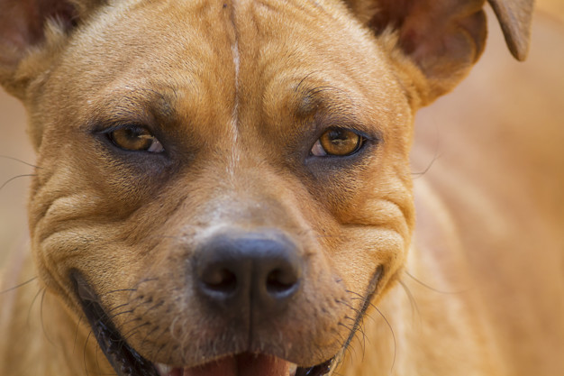 Cães De Guarda Conheça Os 10 Melhores E Suas Principais Características