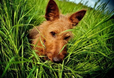 Terrier irlandês. Fonte: Freepik