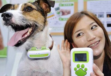 Gadget promete traduzir latido de cachorro