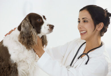 Os cuidados do veterinário