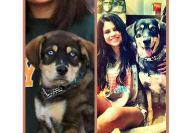Selena Gomez e Baylor, Husky Mix.