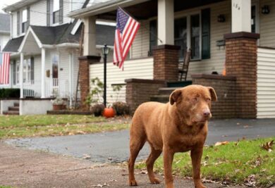 A fotógrafa diz ter registrado em sua viagem “cães idosos cercados de amor, devoção e respeito”. Na foto, Joey, 9 anos, em Hawthorne, Nova Jérsei