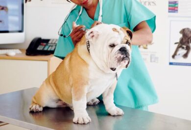 O diagnóstico de diabetes em cães. Foto: Reprodução/Google Images