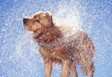 Cachorro molhado é o pior cheiro que pode ficar no carro? Segundo os motoristas que participaram da pesquisa da Harrolds, sim. Foto: Reprodução
