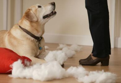 As suas atitudes podem deixar seu cão desobediente. (Foto: Reprodução / Google)