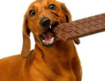 Quais alimentos o seu cão não pode comer? Foto: Reprodução