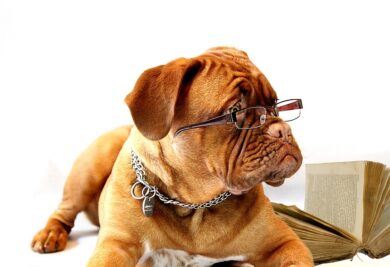 Cachorro idoso com óculos Foto: Pixabay