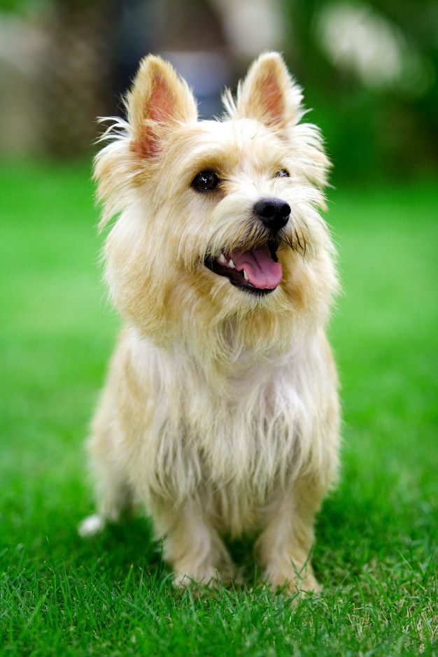 norwich-terrier