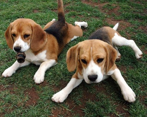 Beagles. (Foto: Reprodução / Google)