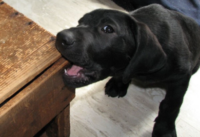Labrador Retriver (Foto: Reprodução / Google)