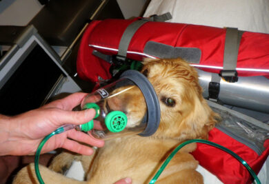Cachorro sendo socorrido pelos bombeiros, com uma máscara de oxigênio. (Foto: Reprodução / Dogster)