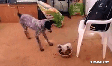 tiny-puppy-defending-food-from-a-large-dog