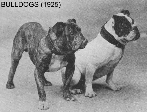 Buldogue Inglês, em 1925. (Foto: Reprodução / The I Love Dogs Site)