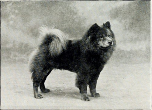 Chow Chow em 1901. (Foto: Reprodução / The I Love Dogs Site)