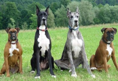Boxer (das pontas) e Dog Alemão (no meio) são duas raças de cachorros grandes. (Foto: Reprodução / Google)