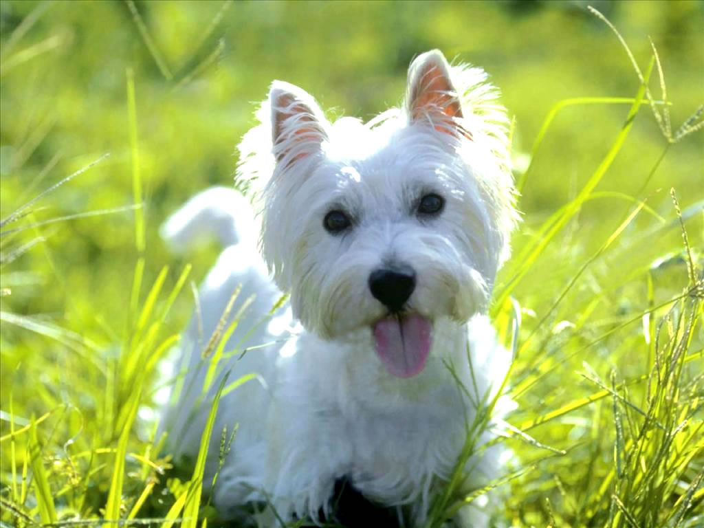West-Highland-White-Terrier (1)