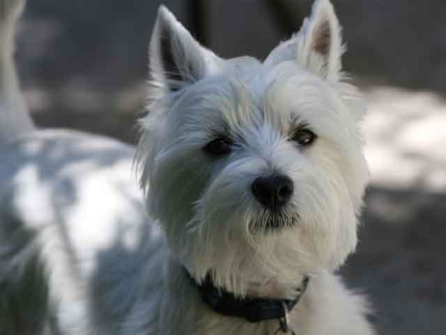 West-Highland-White-Terrier (10)