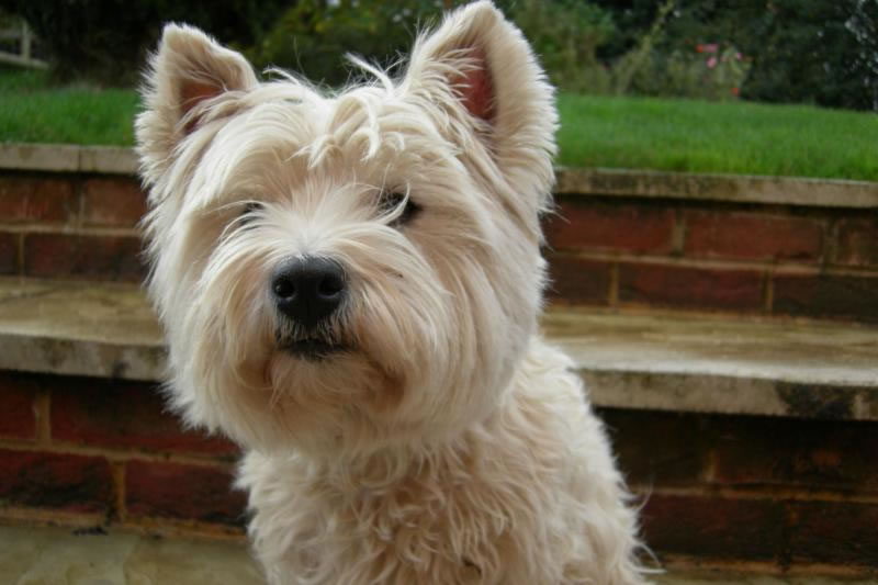 West-Highland-White-Terrier (12)