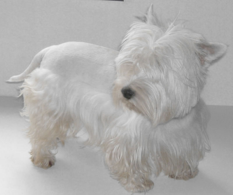 West-Highland-White-Terrier (2)