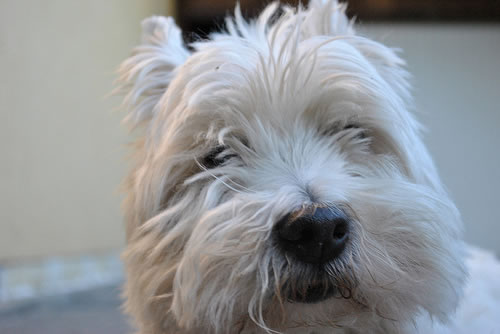 West-Highland-White-Terrier (3)