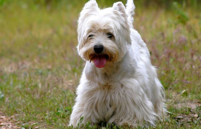 West-Highland-White-Terrier (4)