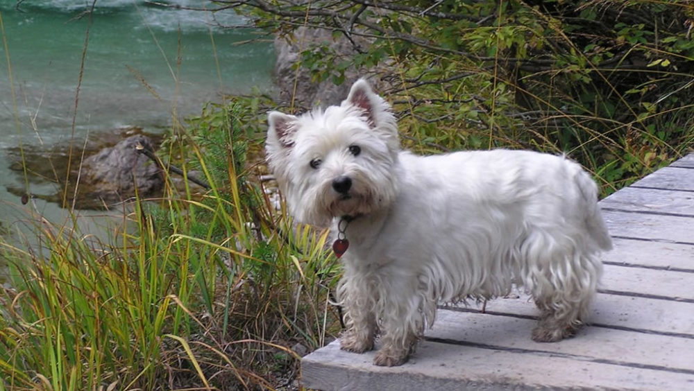 West-Highland-White-Terrier (5)