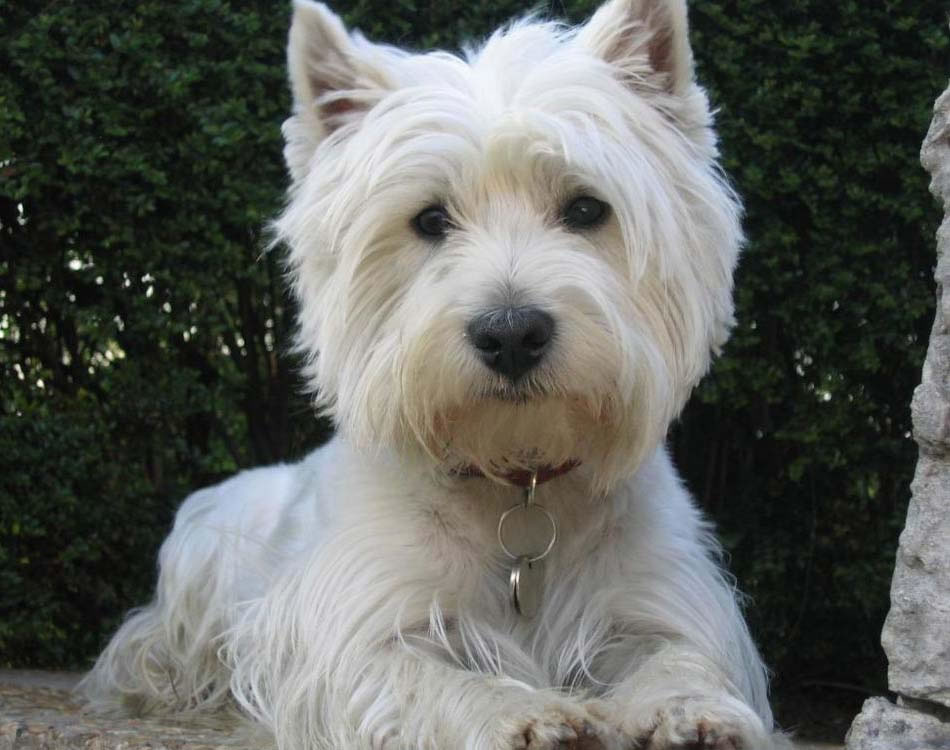 West-Highland-White-Terrier (6)