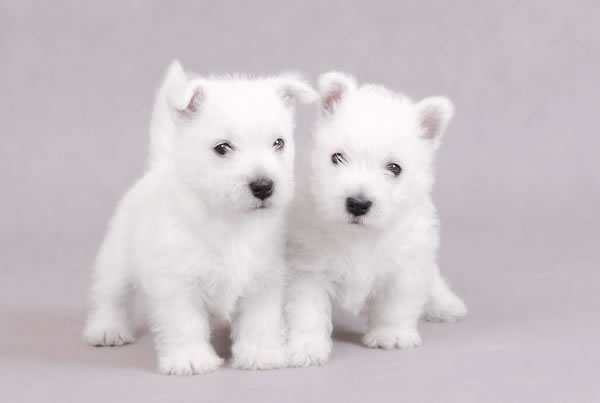 West-Highland-White-Terrier (7)