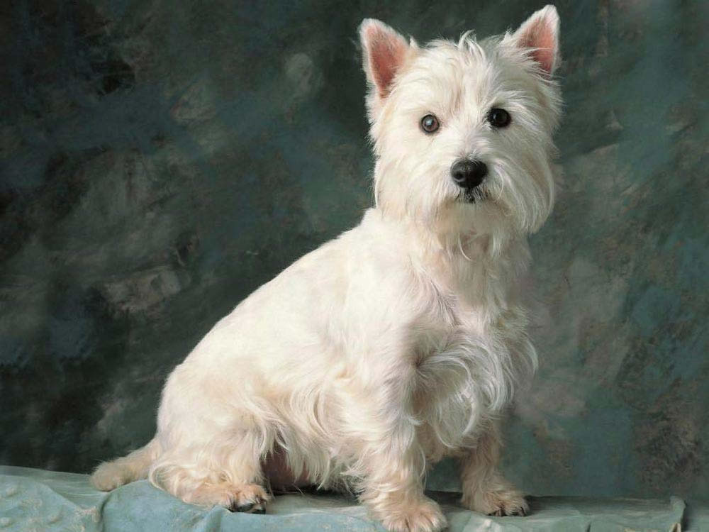 West-Highland-White-Terrier (8)
