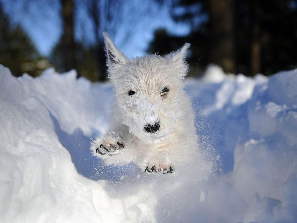 West-Highland-White-Terrier (9)