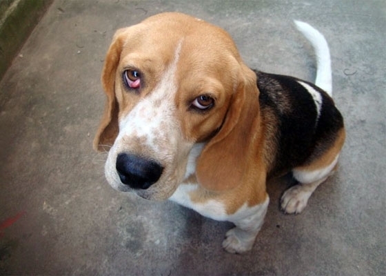 beagle (1)