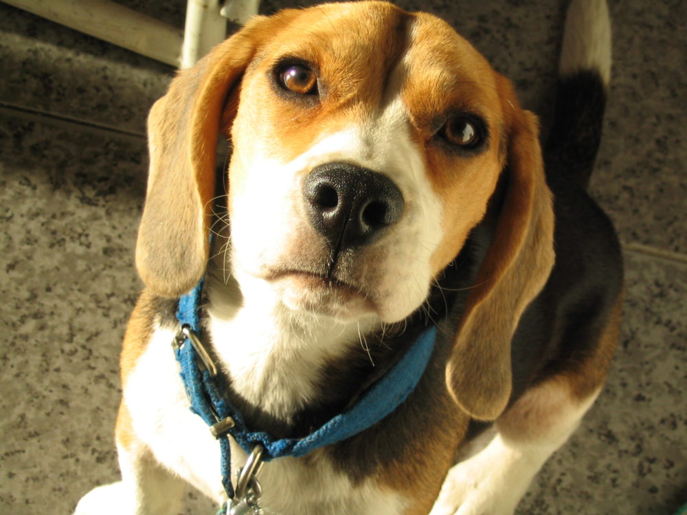 beagle (10)