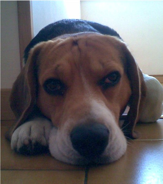 beagle (11)