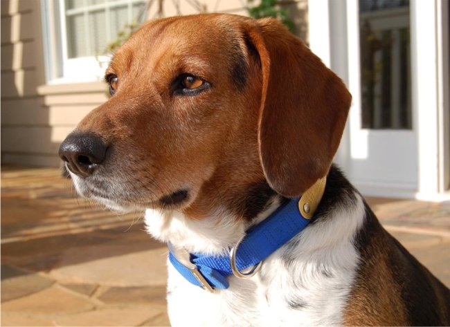 beagle (12)
