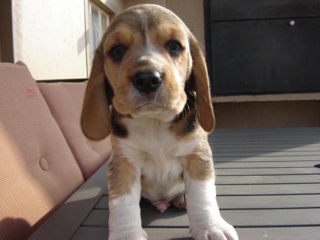 beagle (13)
