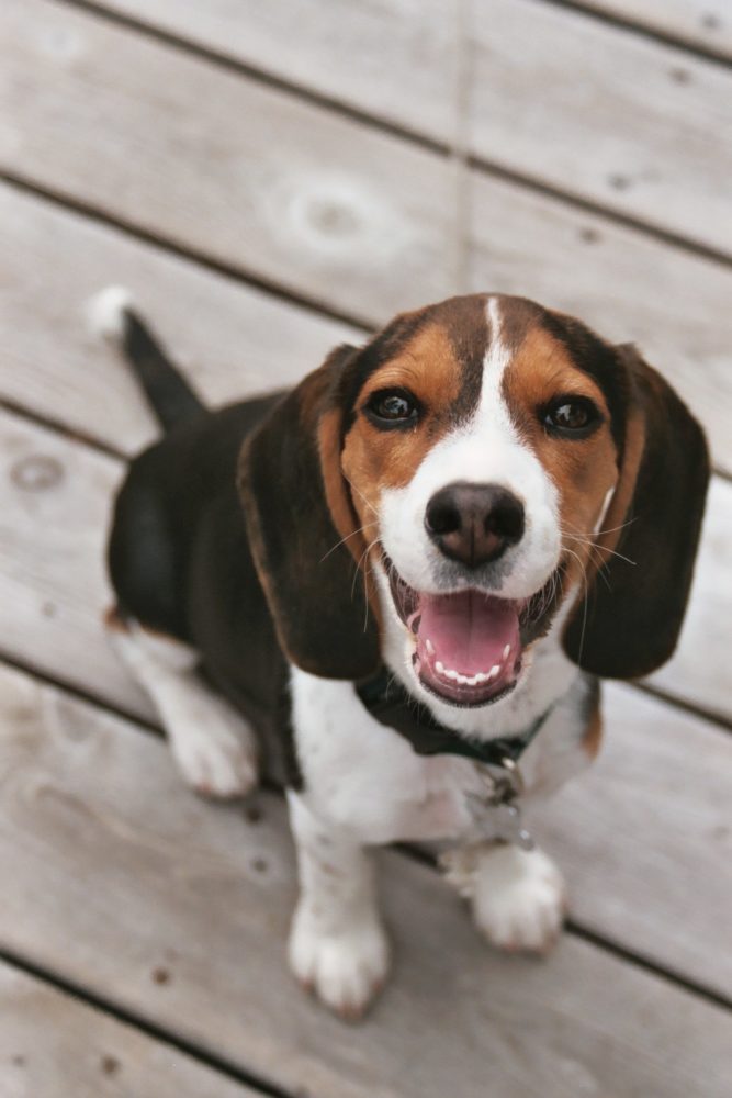 beagle (15)