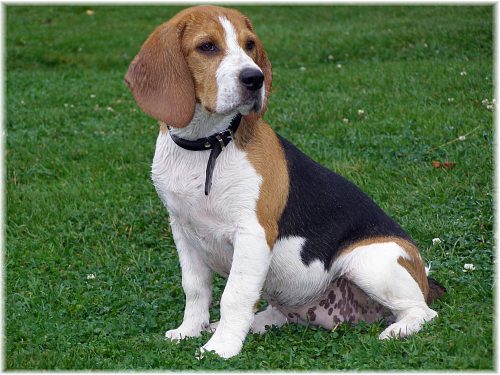 beagle (18)