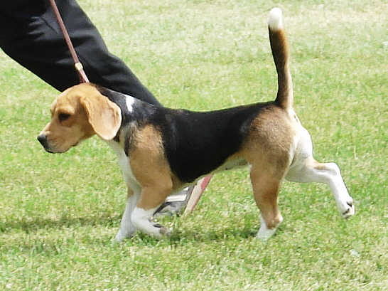 beagle (19)
