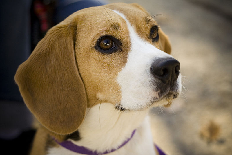 beagle (20)