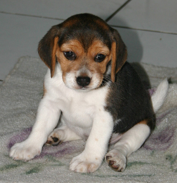 beagle (22)