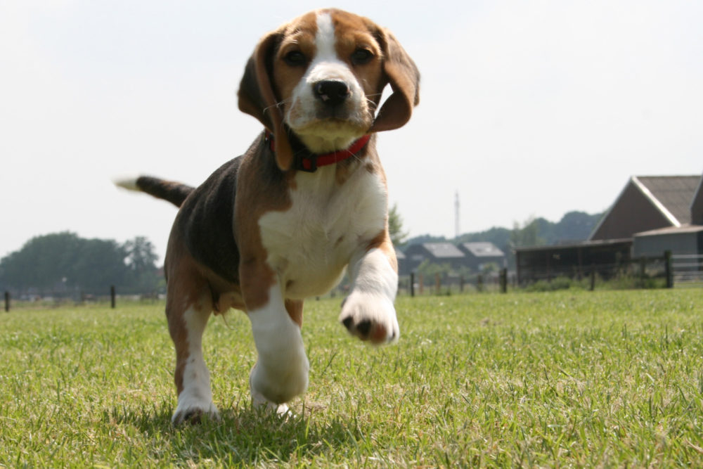 beagle (23)