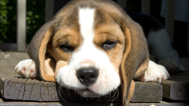 beagle (24)