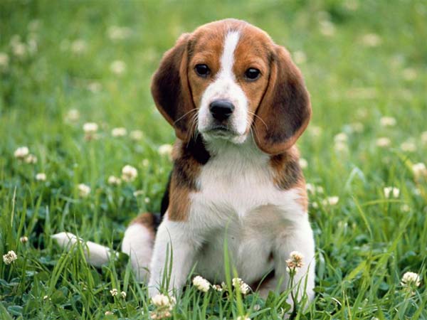 beagle (3)
