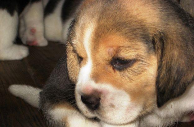 beagle (4)