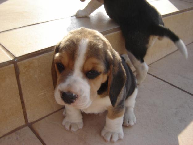 beagle (5)