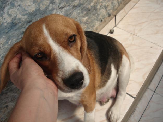 beagle (6)