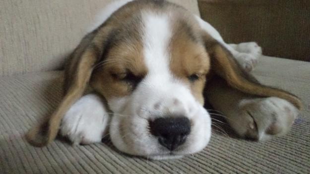 beagle (7)