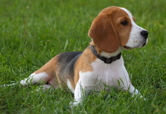 beagle (8)